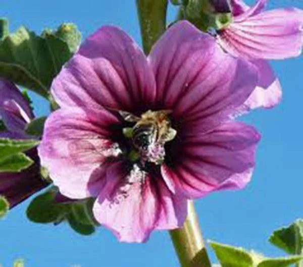 Rose Mallow Seeds 100 Count, Bright Pink Flowers, Hibiscus moscheutos, Perfect for Garden Planting