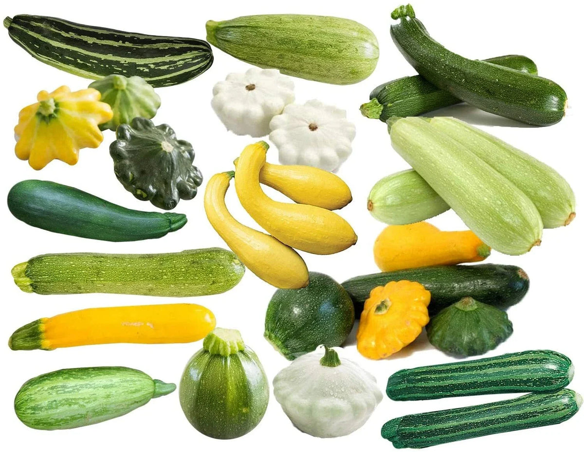 Non-GMO Zucchini Summer Squash Seeds Mix - 15+ Cocozelle, Grey, Yellow Italian Varieties - Cucurbita pepo