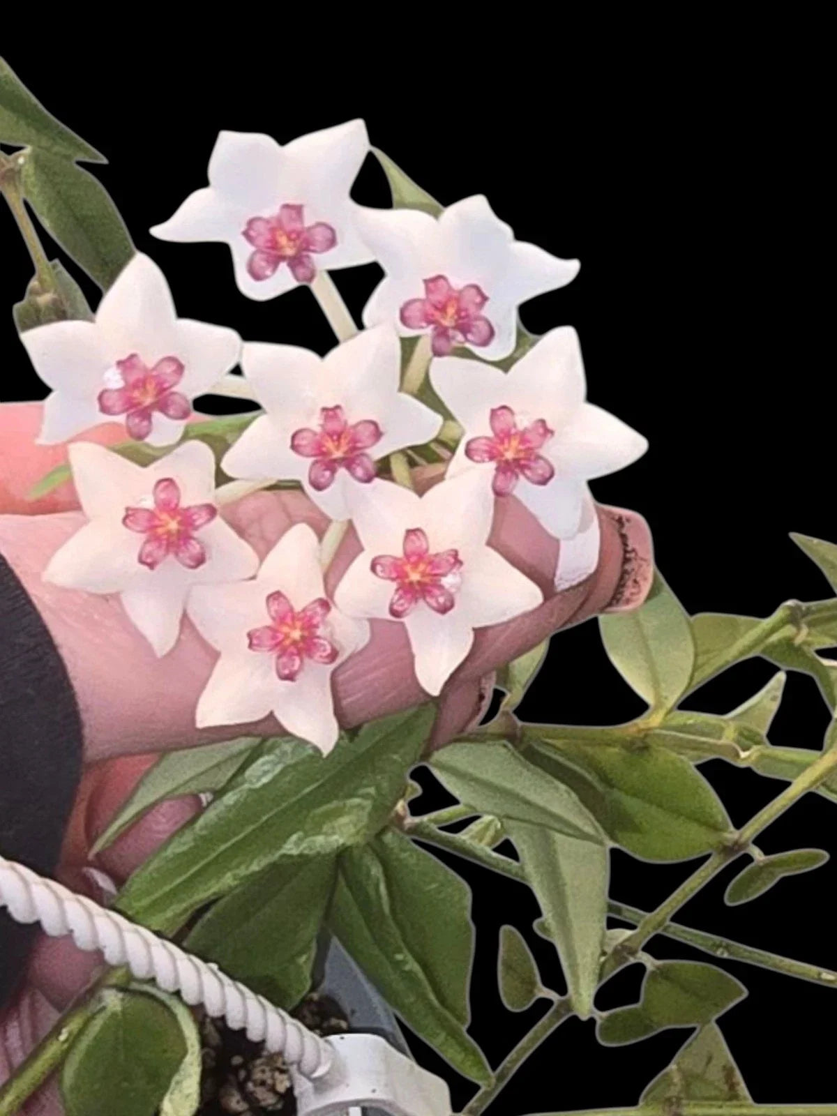 Hoya Bella Starter Plant 3" Pot - Hoya Beauty (Hoya multiflora) - Rooted, Easy Care Houseplant for Home & Office