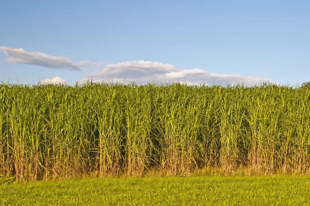 Switchgrass Seeds - 1,000 Count - Fast Growing Prairie Grass - Panicum virgatum - Drought-Tolerant, Low Maintenance, Wildlife Friendly
