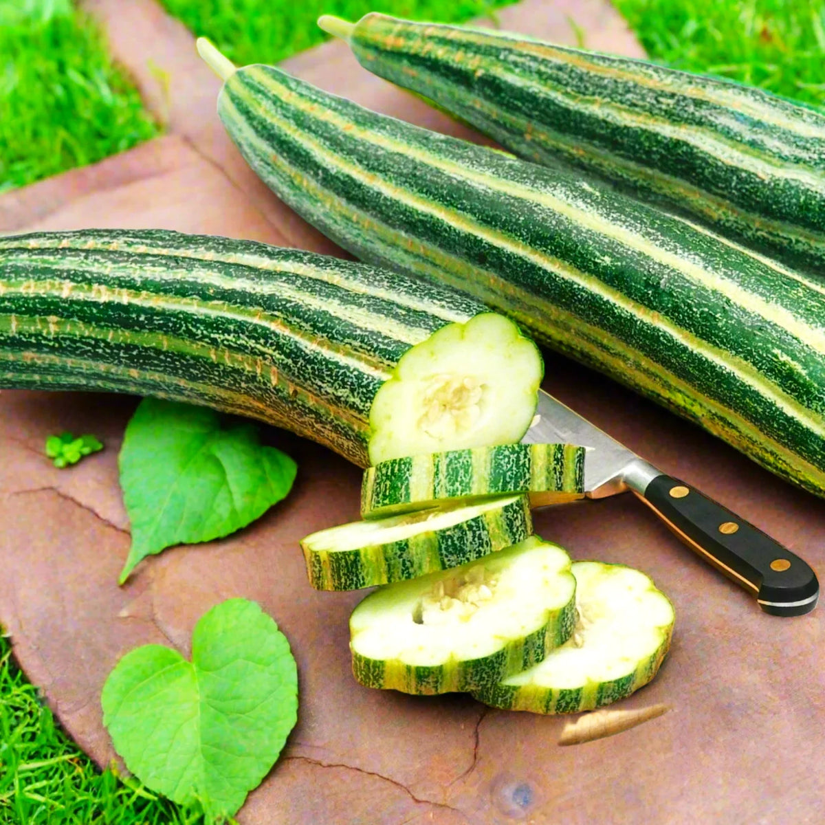 Striped Armenian Cucumber Seeds | Painted Serpent Yard Persian Snake Seed | Cucumis melo var. flexuosus | 20 Seeds Pack