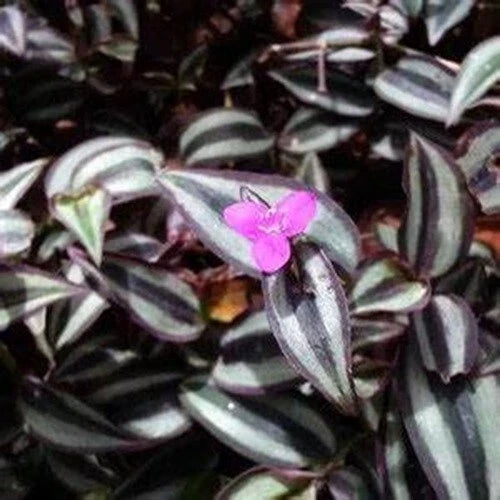 50 Cuttings Tradescantia Zebrina Wandering Jew Plant - Purple & Green Foliage - Easy Care Indoor Houseplant for Propagation