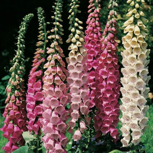 Foxglove Seeds 2000 Count Excelsior Mix Digitalis purpurea Shade/Sun Garden Plants