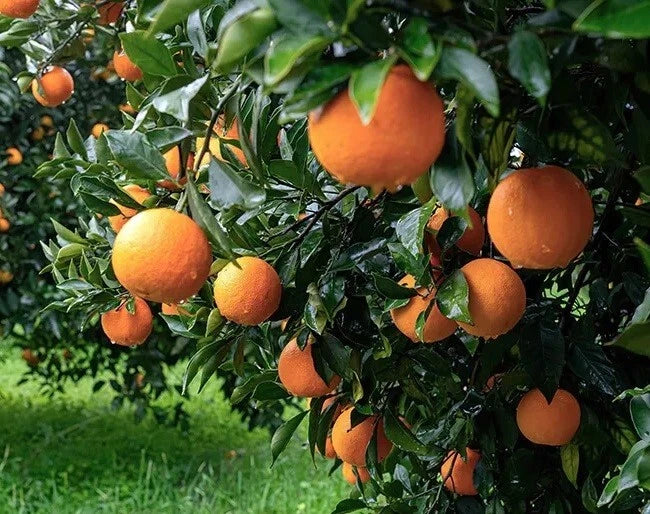 California Navel Orange Scion Cuttings 6-8 Inches for Grafting - Citrus sinensis - Premium Quality for Home Orchards