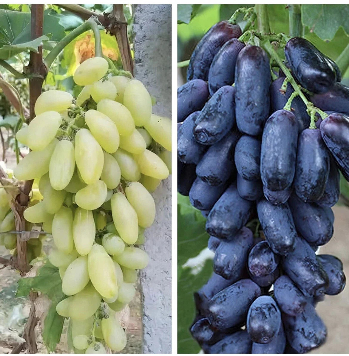 Mixed Finger Grape Seeds - 20 Non-GMO Seeds - Vitis vinifera - Easy Home Gardening - Perfect for Containers and Trellises