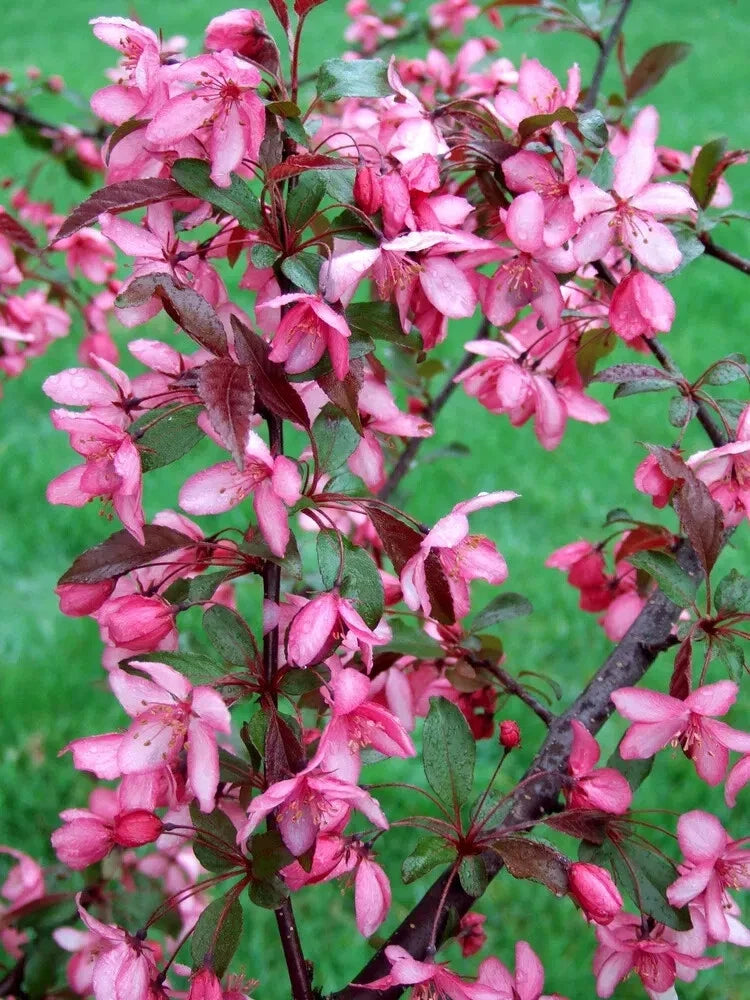 Royal Raindrops Crabapple Seeds - 25+ Pack - Malus 'Royal Raindrops' - Ornamental Tree for Garden Planting - USA Origin