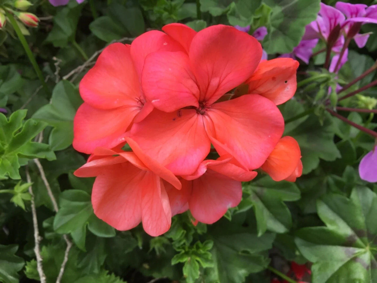 Geranium Cuttings (6) Brilliant Orange-Salmon Pelargonium x hortorum - Easy Rooting, Vibrant Blooms for Garden Enhancement