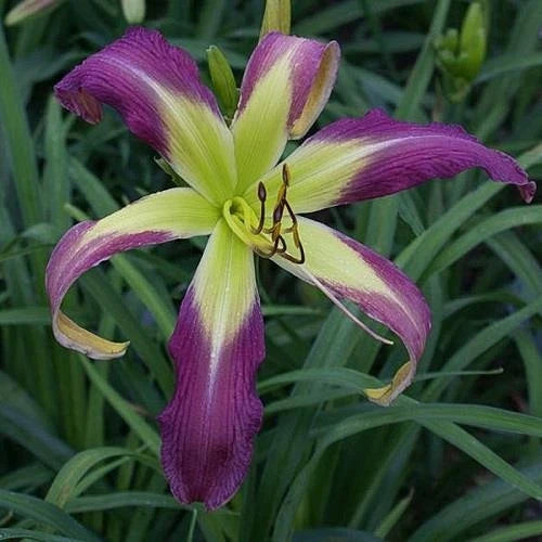 Daylily Live Plant - 1 Gallon - Phantom Warrior - Hemerocallis - Huge 11.5" Spider Blooms - Deep Purple Flowers