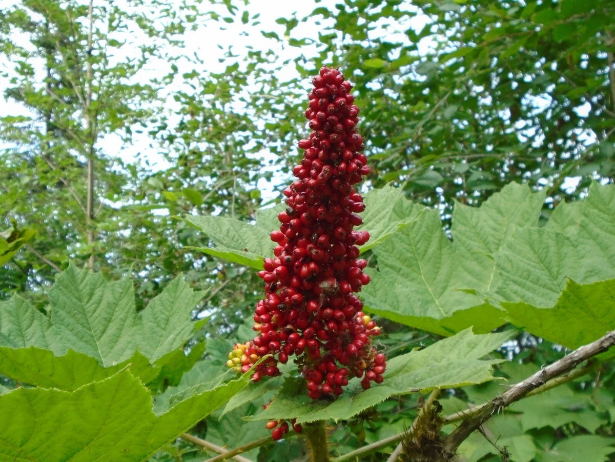 Devil's Club Live Root for Planting, Wild Harvested Alaskan Oplopanax horridus, Medicinal Plant for Shade Gardens