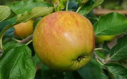 25+ Sir Isaac Newton Apple Seeds - Heirloom Malus domestica - Garden Planting - USA - Free Shipping