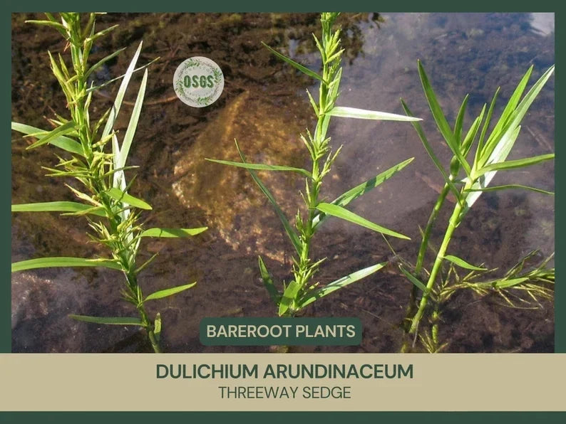 Bare-root Threeway Sedge Plant | Dulichium arundinaceum | Freshly Collected | Native Wetland Plant for Landscaping