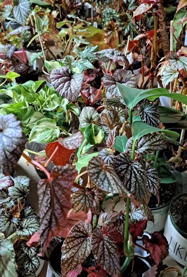 Mystery House Plant Cuttings Bouquet - Assorted Varieties - Ideal for Indoor Gardening - Various Species for Plant Lovers