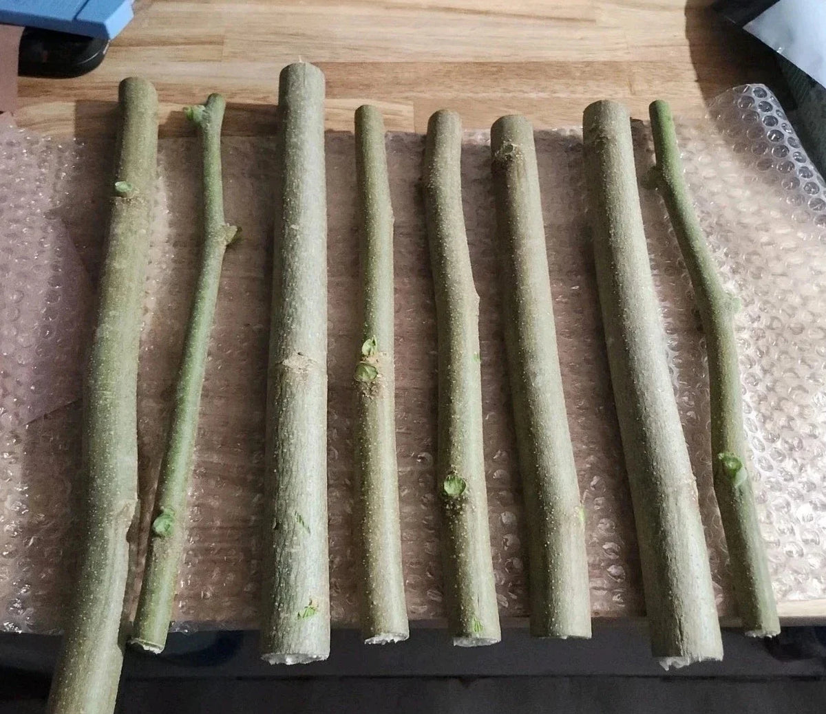Moringa Oleifera Cuttings 8 Thick Non-GMO + 10 Horseradish Drumstick Tree Seeds, Nutrient-Rich Planting, Easy Grow