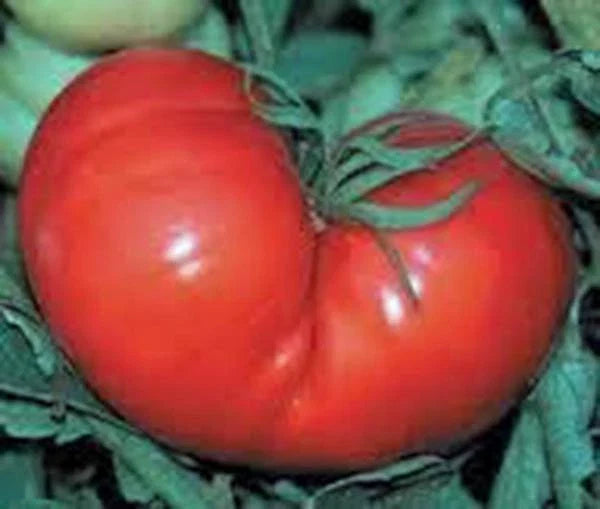 Red Ponderosa Tomato Seeds 100 Count Heirloom Non-GMO (Solanum lycopersicum) - Large Juicy Tomatoes for Home Gardening