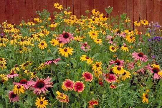 Wildflower Seeds Mix - 1 oz - Native Blend for Partial Shade - Attracts Pollinators - Various Species