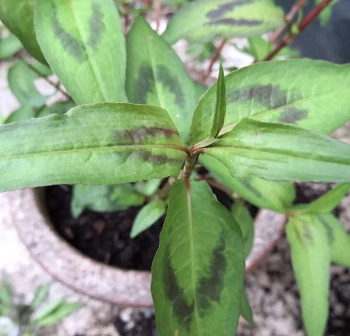 Vietnamese Coriander Plants - 5 Live Rau Ram - Fresh Culinary Herb - Persicaria odorata - Rooted in Soil for Easy Gardening