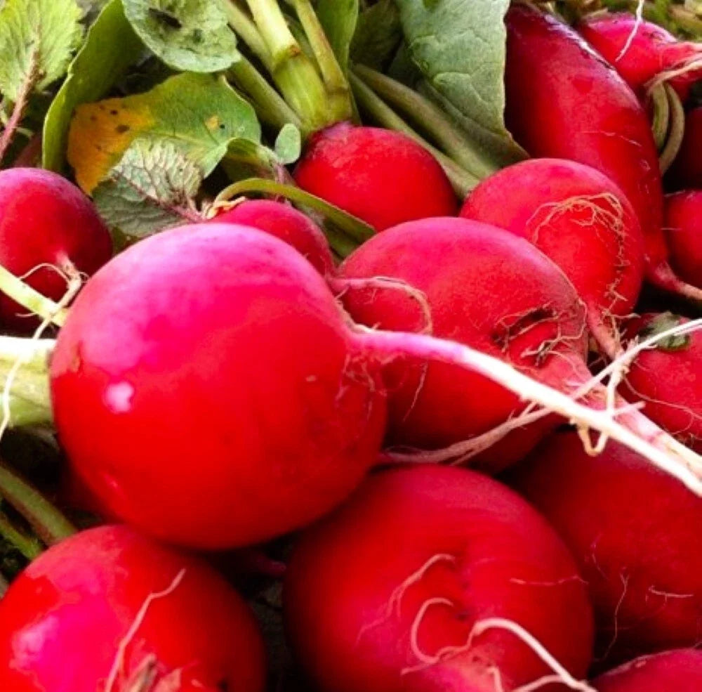 Crimson Giant Radish Seeds | Non-GMO Heirloom | Raphanus sativus | Fresh Garden Seeds for Vibrant Home Gardening