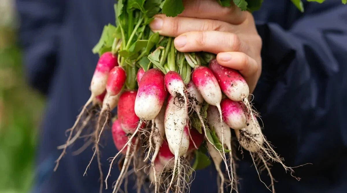 French Breakfast Radish Seeds - 500+ Pack - Raphanus sativus - Non-GMO - USA Grown - Ideal for Garden & Containers