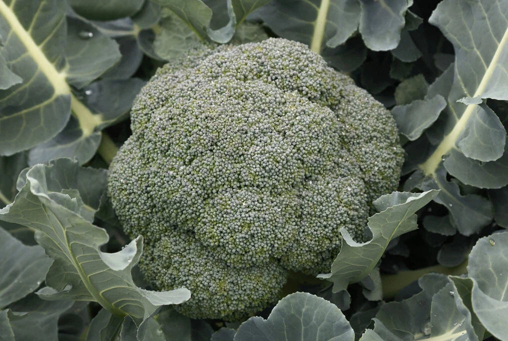 Godzilla Broccoli Seeds - Non-GMO Vegetable Seeds - Brassica oleracea - 200 Count Packet for Home Gardening