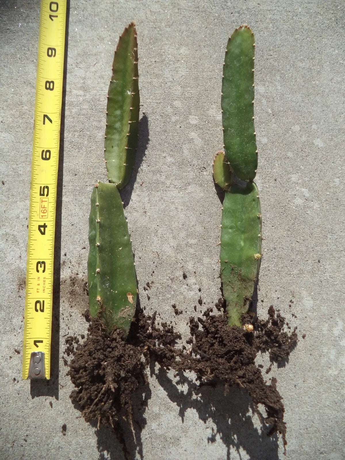 Rooted Yellow Dragon Fruit Plant, Palora Variety, Hylocereus megalanthus, 4" Pot, Tropical Cactus for Gardens