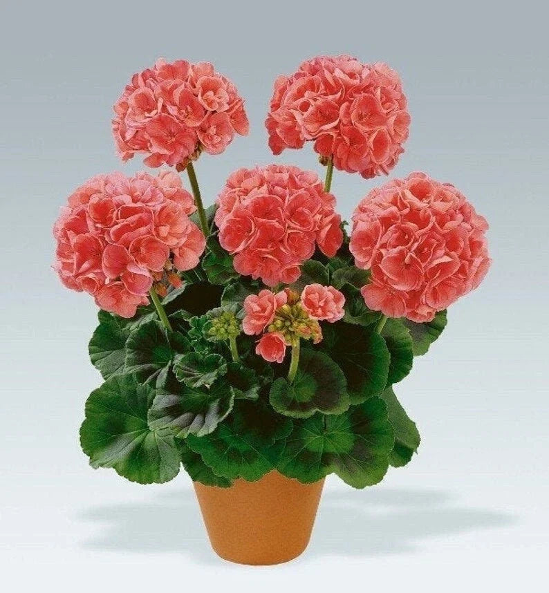 Geranium Cuttings - 4 Rooting Cuttings - Salmon-Pink Upright - Pelargonium for Gardening and Landscaping
