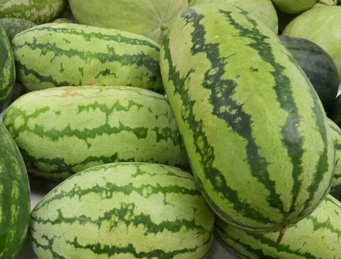 Jubilee Watermelon Seeds 15 Ct Non-GMO Citrullus lanatus for Sweet Fruits - Free Shipping USA Seller