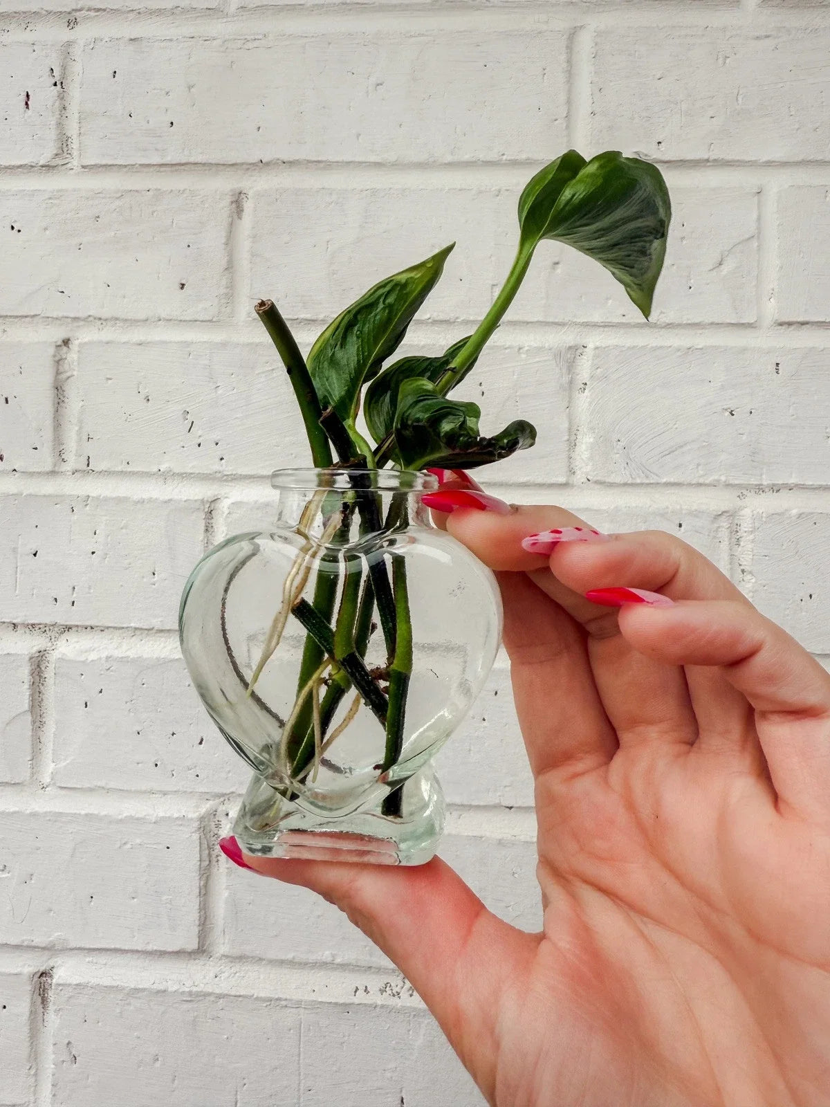 Rooted Cuttings - 4-Inch Shangri Ooh La La Houseplant | Unique Indoor Plant Decor | Rare Variety for Plant Enthusiasts
