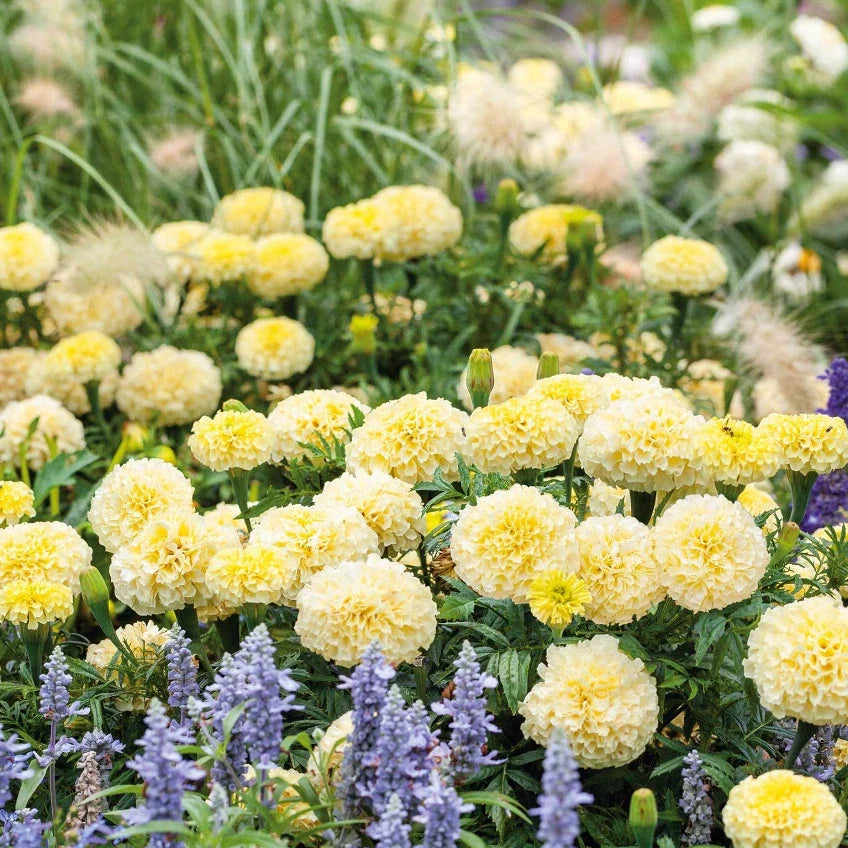 African Marigold Seeds 50 Pack - MOONLIGHT Double Blooms Soft Yellow - Tagetes erecta - Non-GMO, Attracts Bees