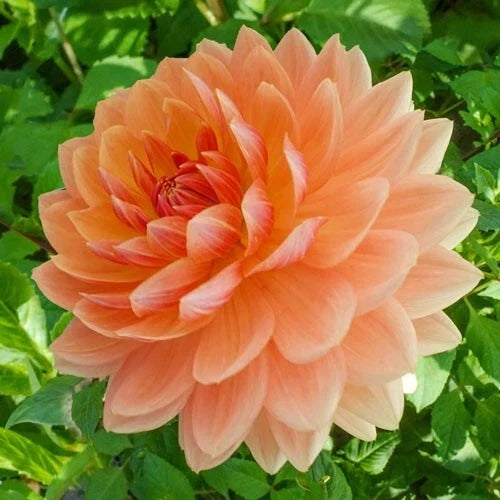 25 Rancho Dahlia Seeds | Perennial Flower Seeds | Colorful Blooms | Dahlia pinnata