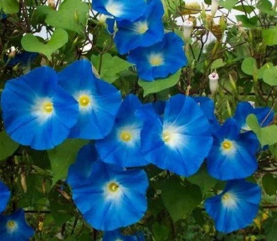 Heavenly Blue Morning Glory Seeds - 20 Non-GMO Seeds - Ipomoea tricolor - Vibrant Blue Blooms for Garden & Trellises