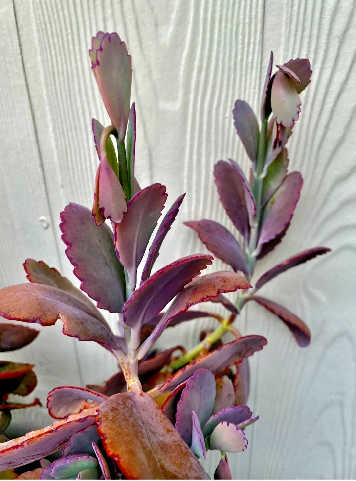 Kalanchoe Fedtschenkoi Cutting - Lavender Scallops Succulent - Live Plant for Gardening and Home Decor