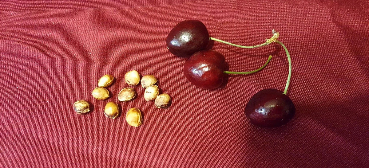 Cherry Fruit Tree Seeds 37 Count - Organic Sweet Cherry - Prunus avium - Perfect for Home Gardens and Orchards