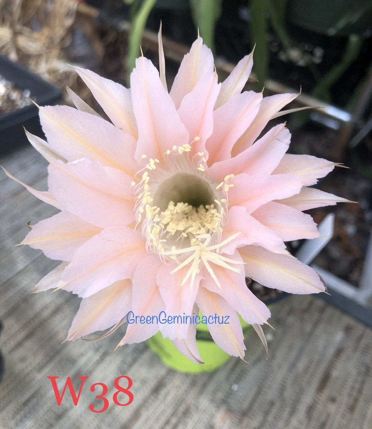 Echinopsis Hybrid Cactus Plants - Rooted Succulents - Mildly Fragrant Blooms - Echinopsis spp. - Indoor Gardening