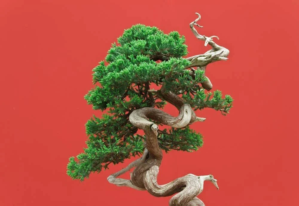 Black Spruce Bonsai Tree Seeds - 20 Pack - Picea mariana - Popular Conifer for Indoor/Outdoor Gardening