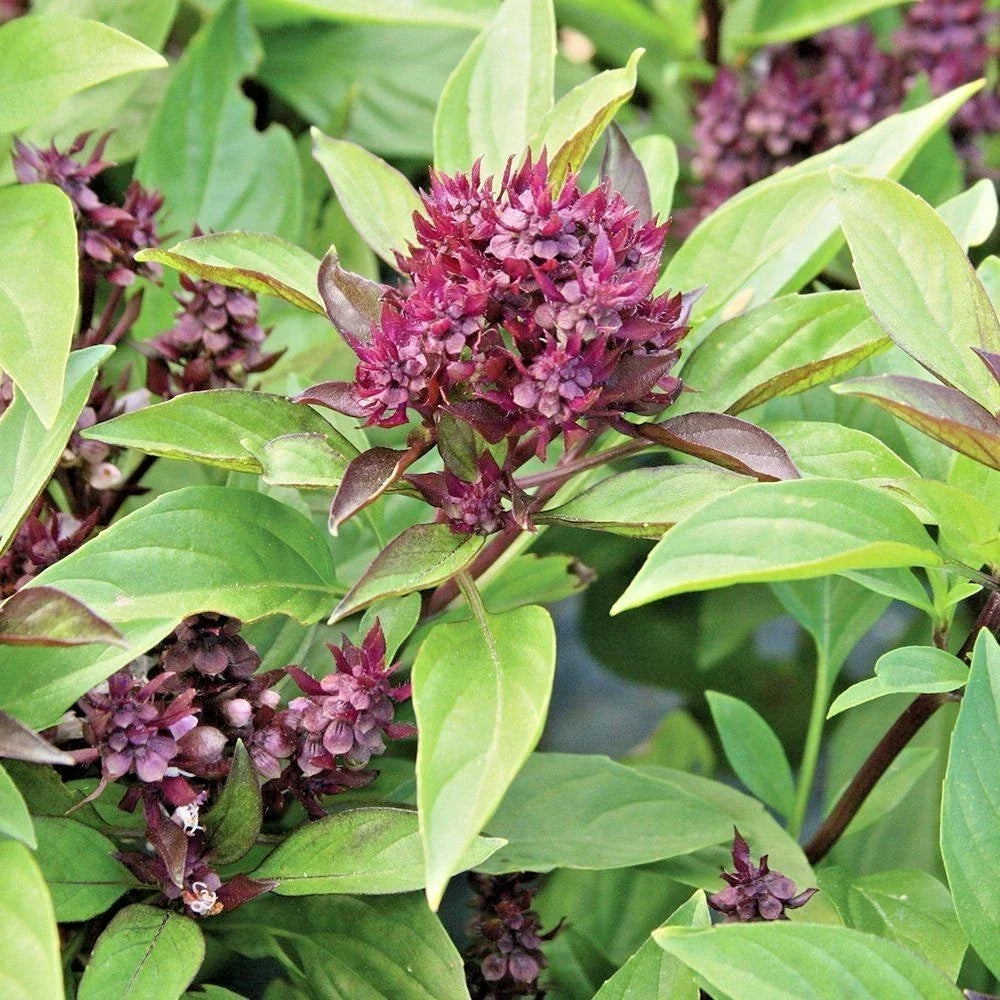 Siam Queen Basil Seeds - Organic Culinary Herb - Ocimum basilicum - 301+ Seeds for Summer Garden & Container Planting