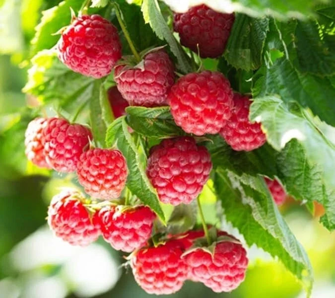 Latham Raspberry Plants - Starter Plant - Rubus idaeus 'Latham' - Easy to Grow, Non-Shipping to California