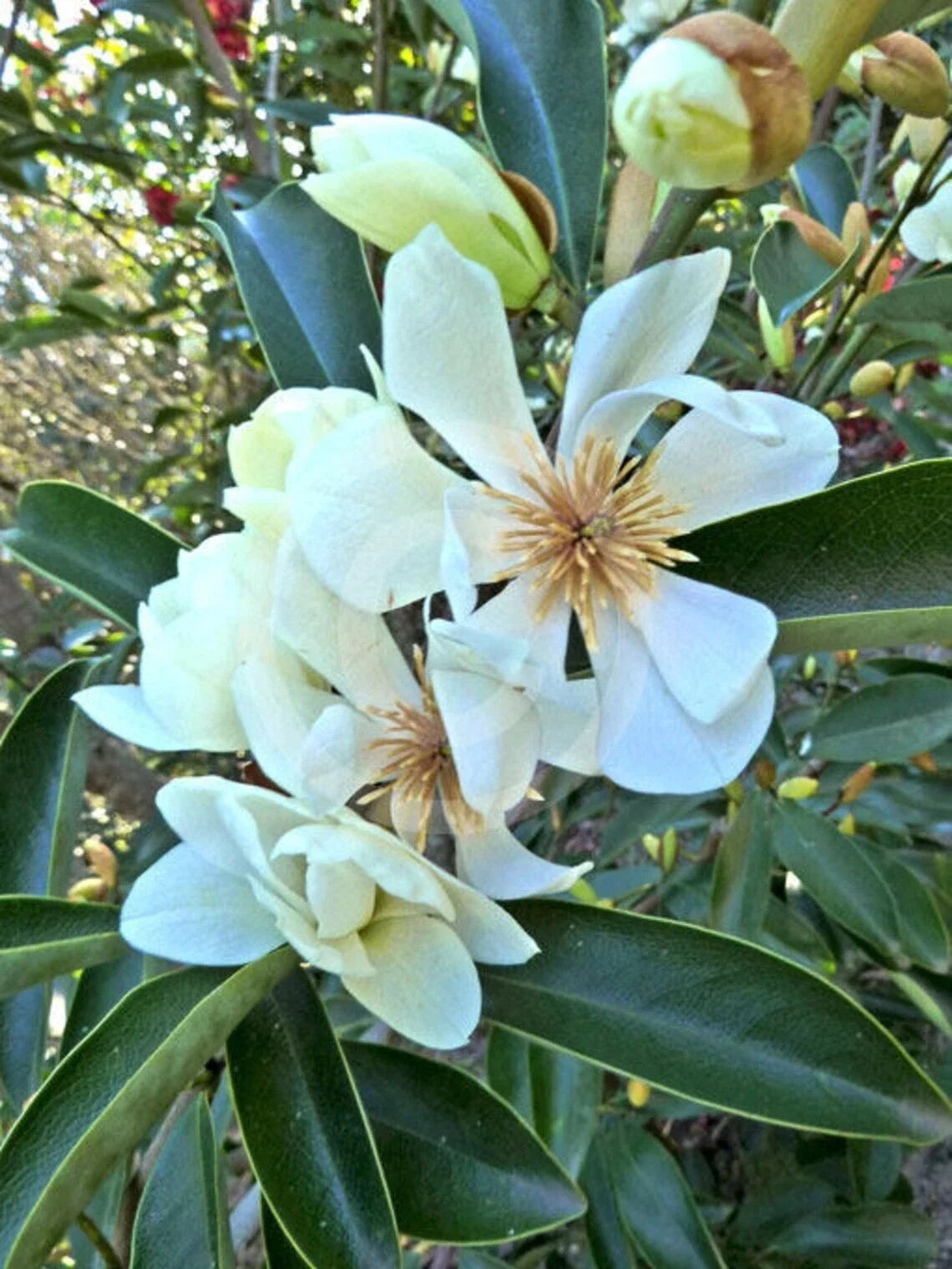 Live Sweetbay Magnolia Tree Plant 10-30" Laurel Magnolia (Magnolia virginiana) 1-2 Years Old, Fragrant White Flowers