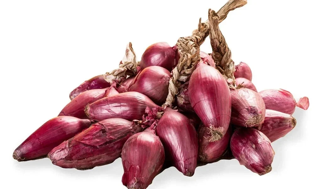 Tropea Lunga Onion Seeds - 500+ Pack - Italian Sweet Onion - Allium cepa - Ideal for Garden Planting, USA