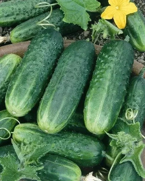 Carolina Cucumber Seeds - Organic Heirloom Non-GMO - Cucumis sativus - 25 Seeds for Home Garden and Container Planting