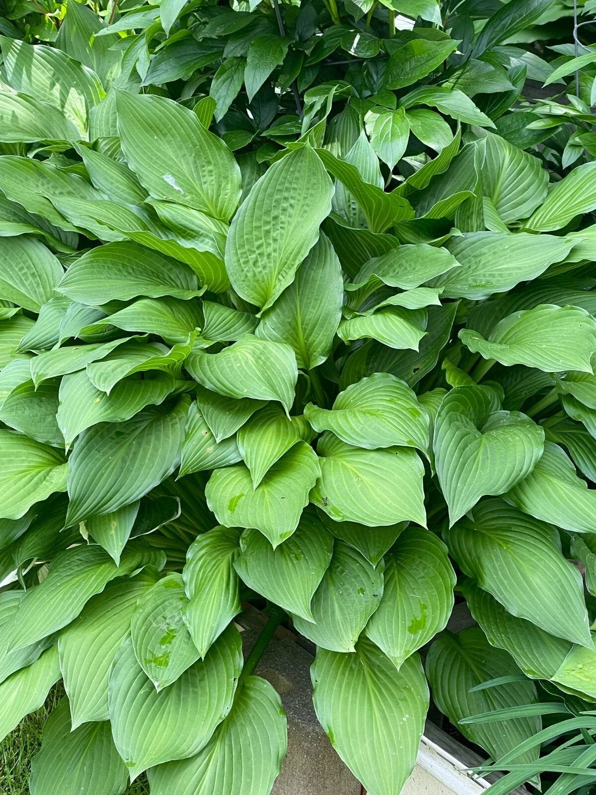 Green Hosta Sieboldiana Live Plants Set of 4 Bare Roots Perennial Shade Lover Hosta sieboldiana