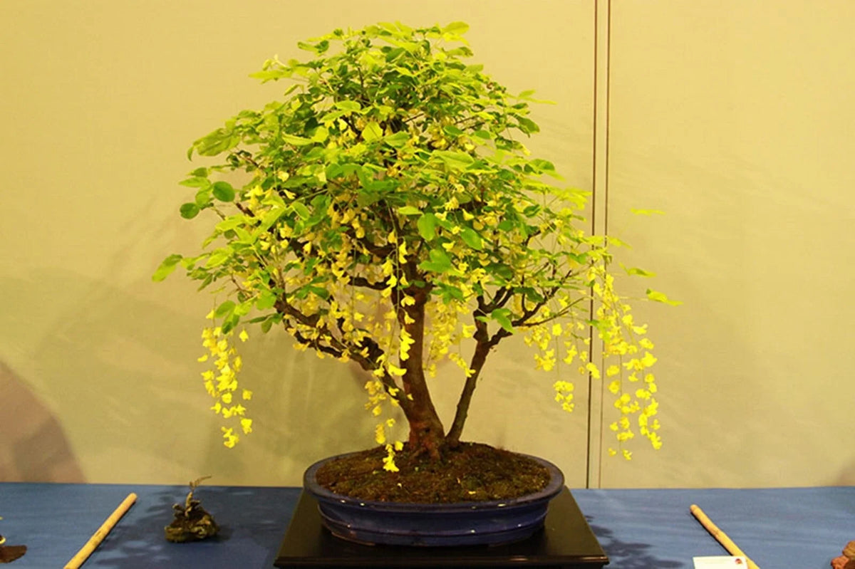 Dwarf Golden Raintree Seeds - 10 Pack - Ornamental Bonsai - Koelreuteria paniculata - Easy to Grow, Attracts Pollinators