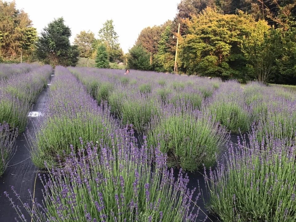 Lavender Live Plants - Well-Rooted Plugs - Aromatic Herb - Lavandula angustifolia - Easy to Grow Spa Plants