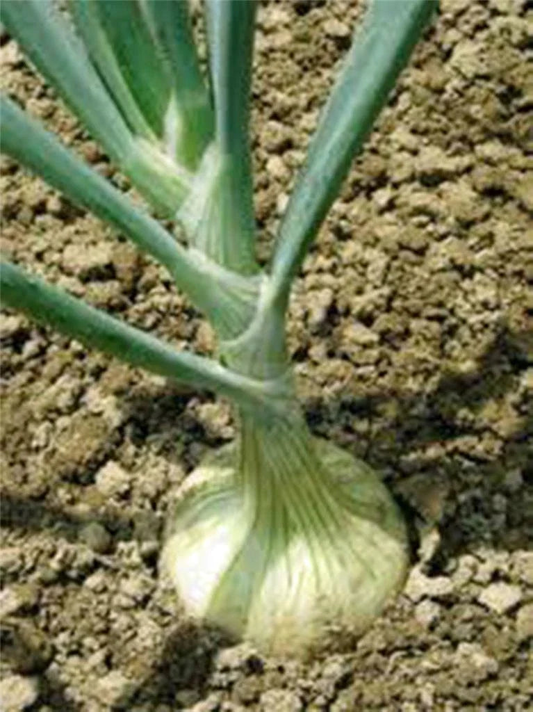 Spanish White Onion Seeds, Heirloom, 25+ Sweet Seeds for Cooking, Allium cepa, Non-GMO, Easy to Grow
