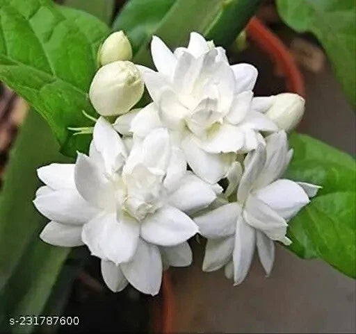 Double Petal Jasmine Live Plant 1 Gallon Pot - Jasminum sambac - Fragrant Flowering Plant for Garden or Indoor Use