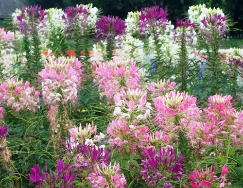 Fresh Spider Plant Seeds - 100 Count - Easy to Grow Mixed Flowers - Chlorophytum comosum - Non-GMO, Indoor/Outdoor Gardening