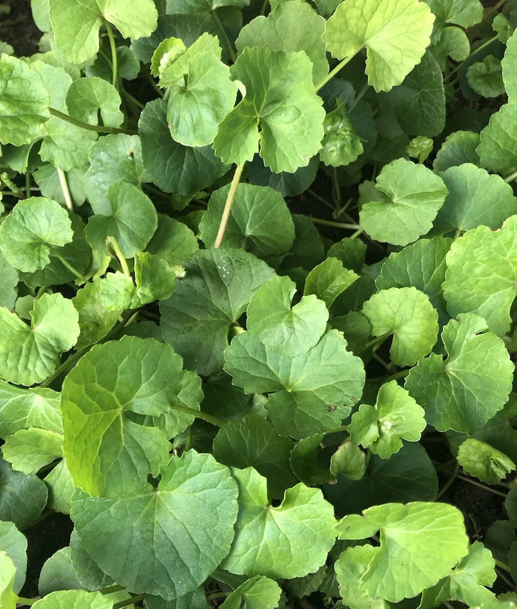 Gotu Kola Bare Root Live Plant - 10pcs Pennywort - Centella Asiatica - Easy to Grow Ground Cover for Garden & Containers
