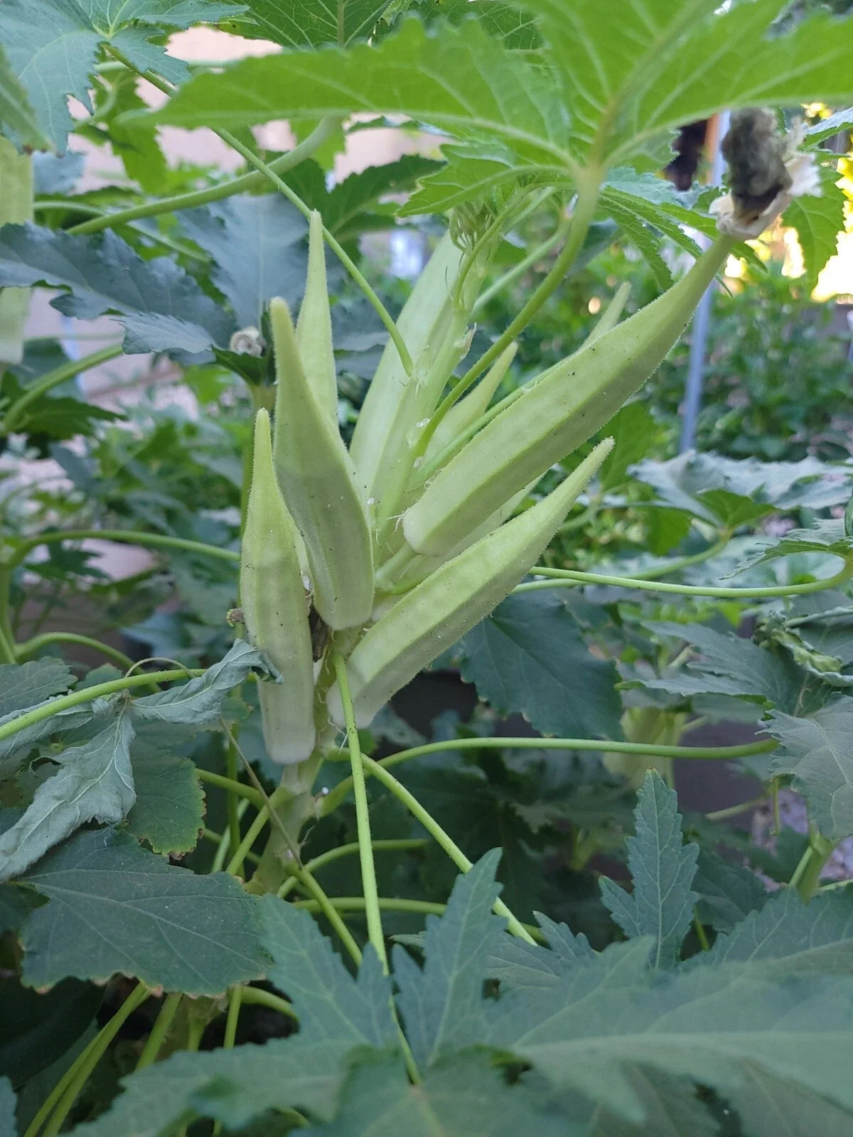 Okra Seeds - Organic Heirloom Bhindi/Bamia - NON-GMO - Abelmoschus esculentus - 50 Seeds for Home Gardening