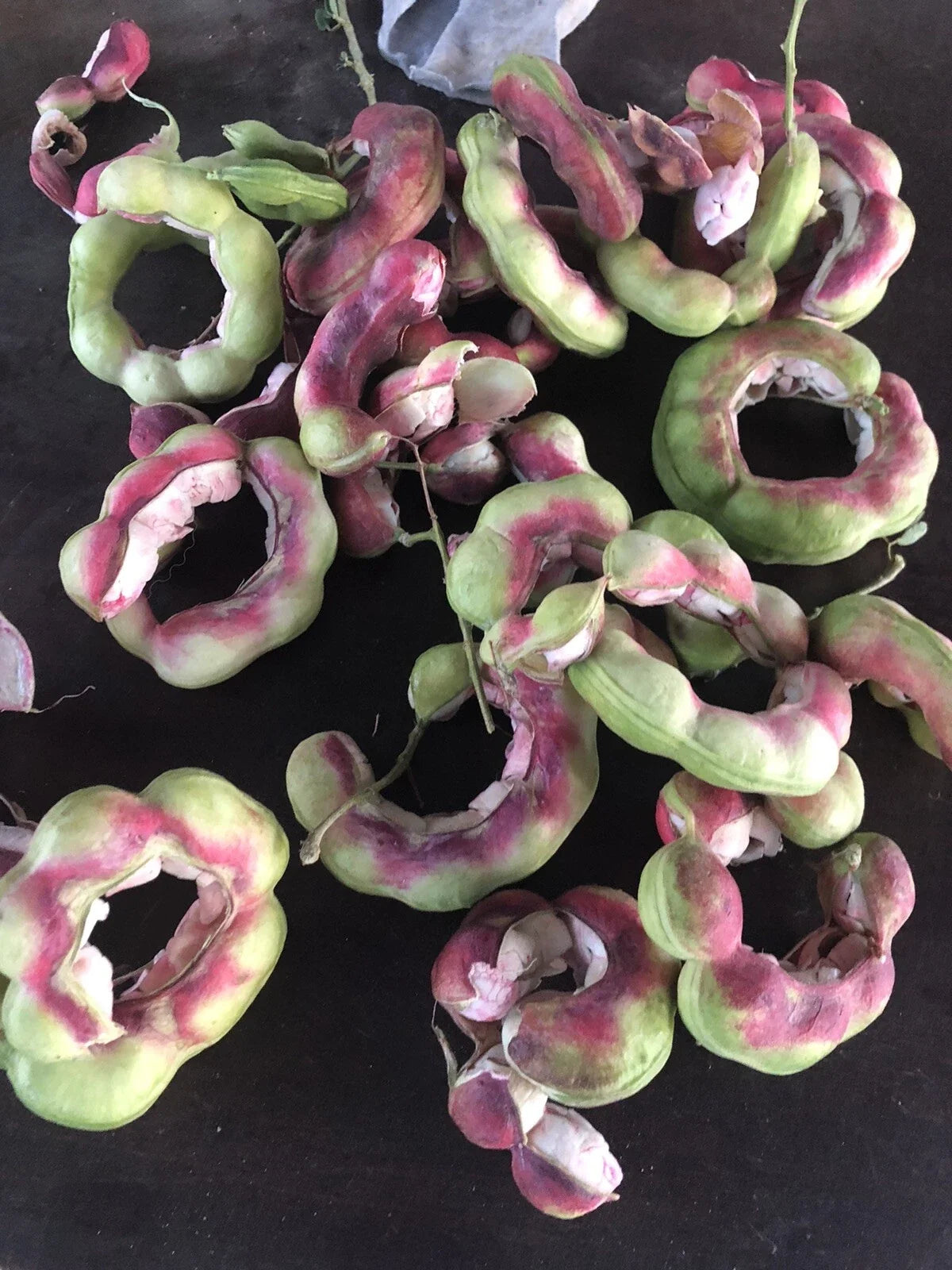 Manilla Tamarind Seeds - 20 Count - Madras Thorn Fruit - Pithecellobium dulce - Tropical Edible Tree Seeds for Gardening
