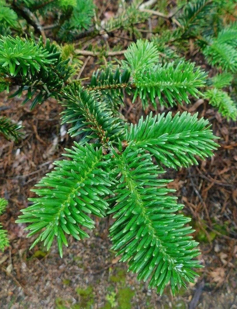 George Fir Tree Seeds 30 Pack, Hardy Evergreen Abies forrestii georgei, Ideal for Planting, Low Maintenance, Wildlife Friendly