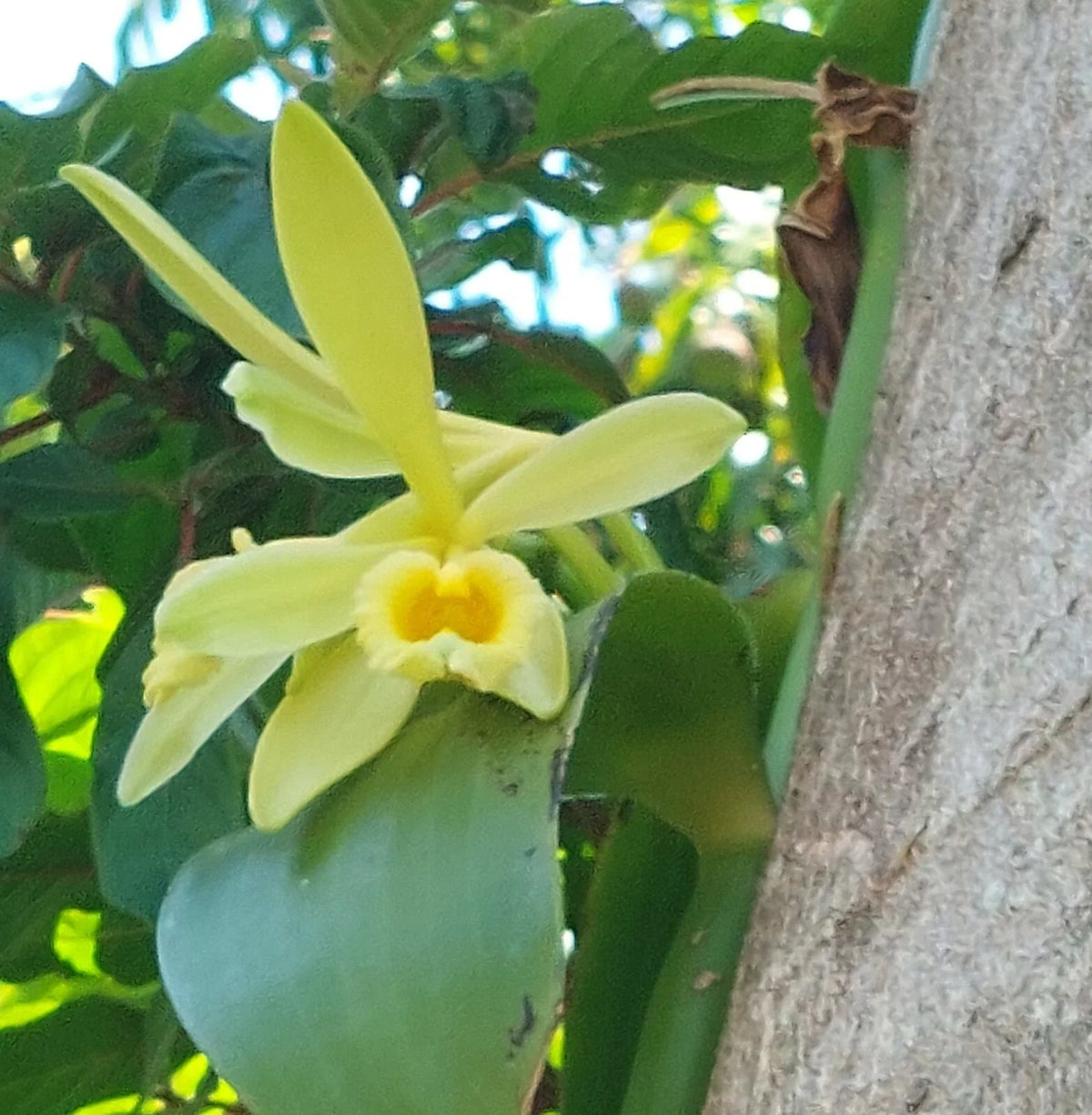 Vanilla Bean Orchid Cutting - Live Plant with Aerial Roots - Vanilla planifolia - Tropical Indoor/Outdoor Decor